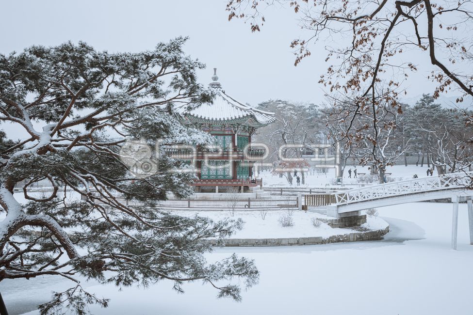 경복궁,palace,궁,heritage,궁궐,한국전통,겨울,향원정,정자,취향교,tree,눈,설경,white,snow,소나무,겨울,계절,winter,season