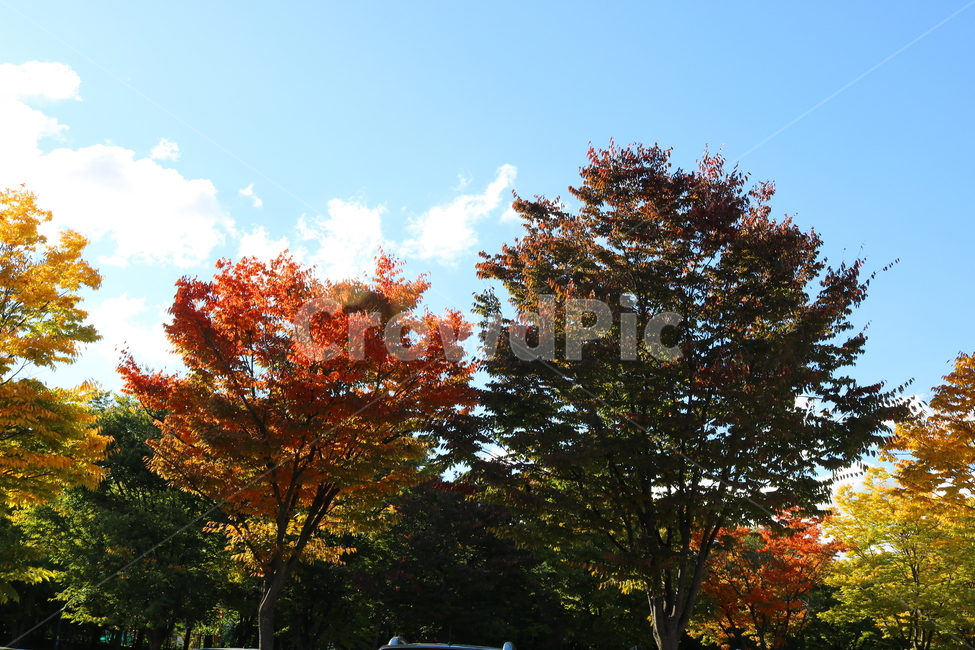 나무,단풍,식물,자연,풍경,가을,느티나무,하늘,가을,계절,fall,autumn,season,자연,풍경,nature,landscape,tree,plant,leaf,잎