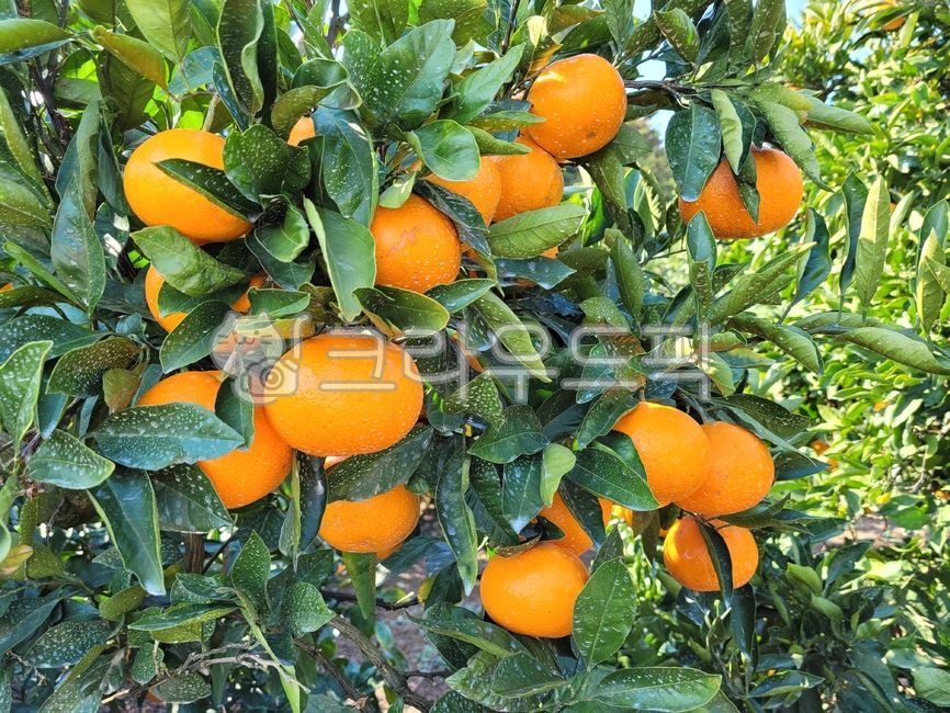 귤, 감귤류과일, 과일, 노지귤, fruit, 사진,이미지,일러스트,캘리그라피 - phototo73작가
