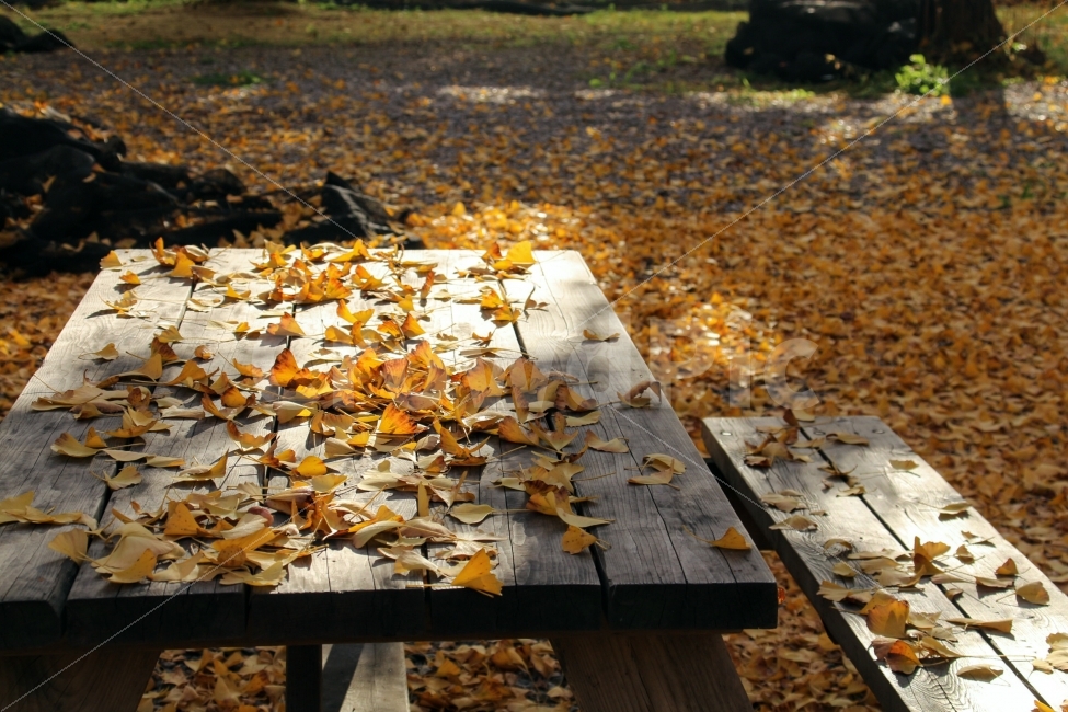 은행잎,낙엽,가을풍경,햇살,휴식,autumn,가을,노란색,자연,가을,계절,fall,autumn,season,leaf,잎,plant,식물,tree,나무