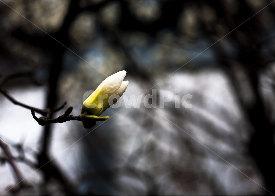 love,nobility,white flower,Anthophyta,innocence,magnolia tree,magnolia flower,spring,spring flowers,magnolia,petal,flowering plants,flower bud,Dicotyledoneae,Plantae,flower,White,dicotyledonous plant,Magnoliales,plant,April flower,white magnolia,magnolia 