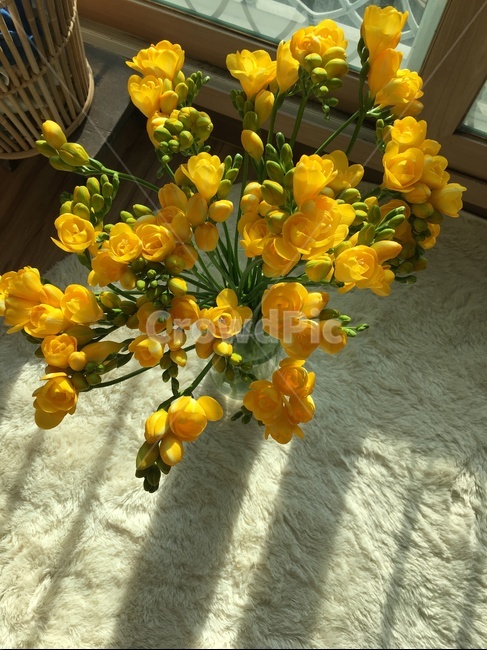 plant,flowerarrangement,flowerbouquet,꽃부케,꽃꽂이,blossom,꽃,flower,식물,프라지아,furijia,yellow,꽃,flower