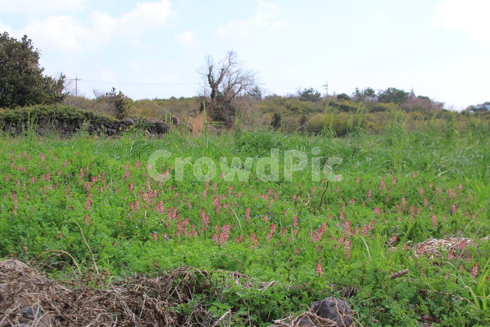 자연,들,들꽃,농촌,목초지,농장,자연,풍경,nature,landscape,식물,plants,꽃,flower,field,grassland,outdoors,옥외,farm,rural,meadow