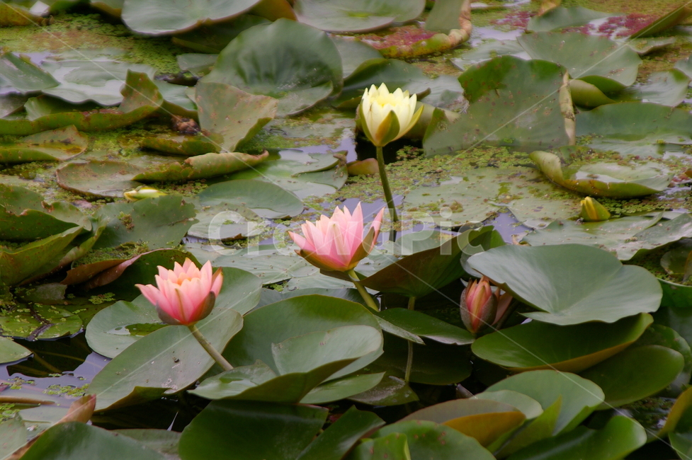 연못,초록,클로즈업,접사,plant,식물,blossom,flower,꽃,연꽃,식물,자연,plants,nature,꽃,flower