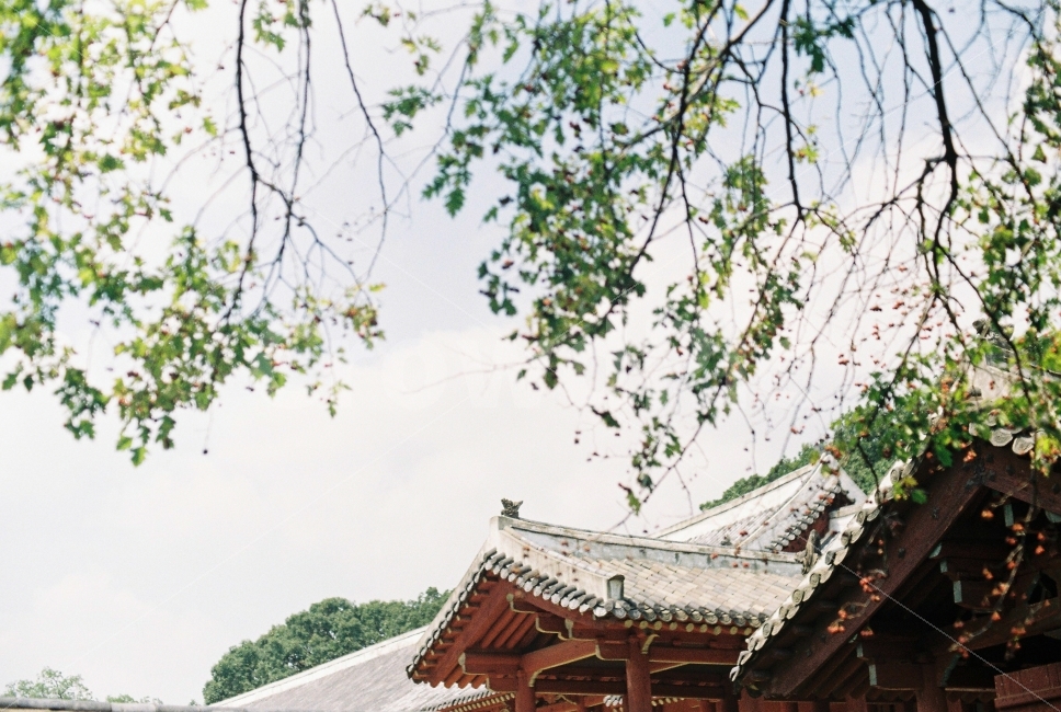 나무,궁궐,종묘,감성,필카,한국전통,한국문화,korean traditional,korean culture,감성,sensible,feeling