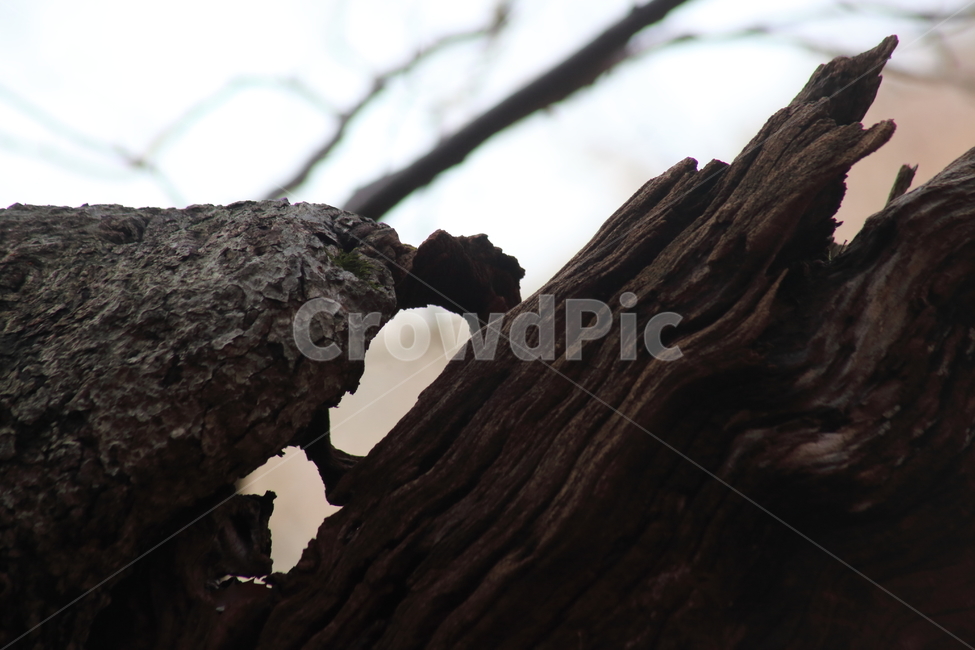 나무,고목,고사목,죽은나무,wood