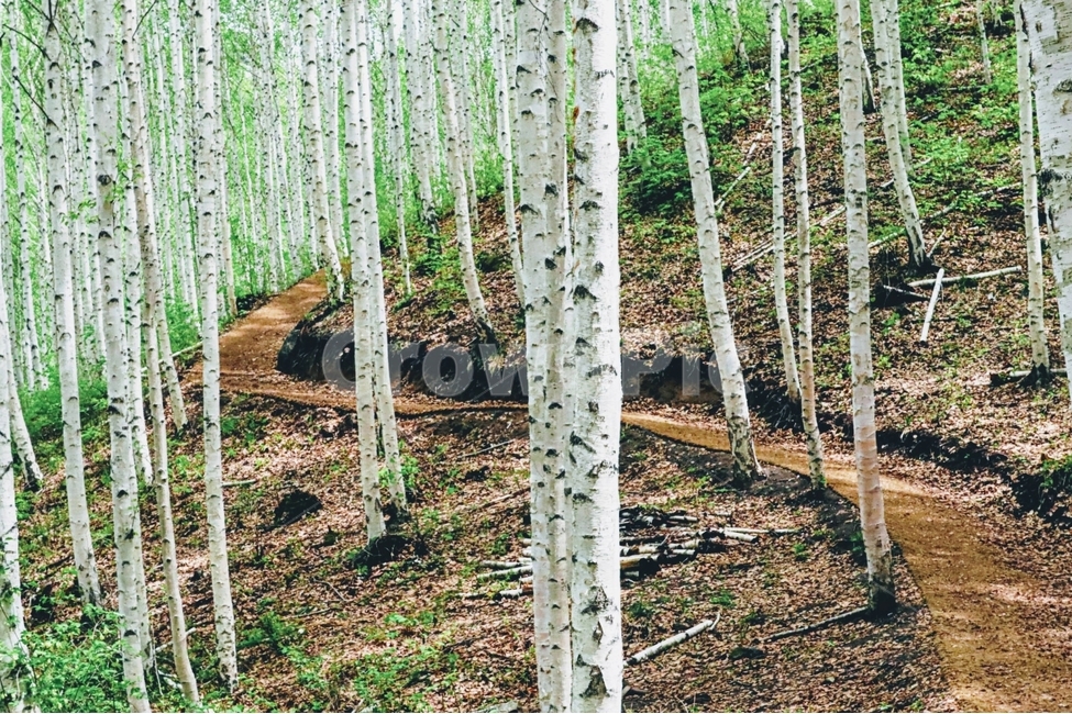 자작나무,봄,풍경,강원도,인제,자연,풍경,nature,landscape,식물,plants,나무,trees,wood,tree,plant