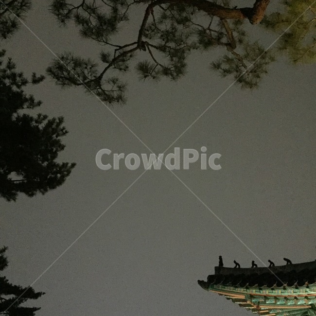 창경궁,창경궁야간개장,고궁,야경,전통,전통문화,저녁,밤