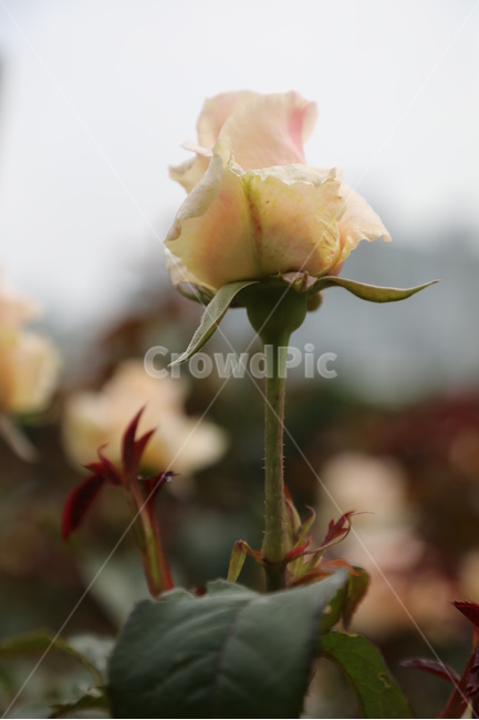 올림픽공원,장미정원,장미,꽃,여름,공원,정원,식물,자연,plants,nature,꽃,flower