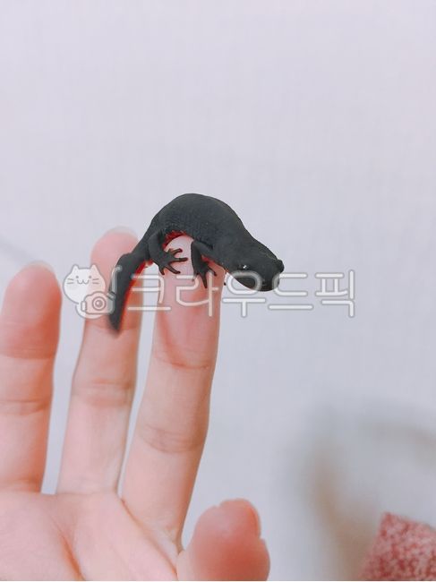 신체부위,사람,도마뱀,물도마뱀,레드밸리뉴트,뉴트,작은도마뱀,애완동물,양서류,물생,검정색동물,붉은색동물,야행성동물,물고기,redvalleynewt,수족관동물,작은동물,작은애완동물,소동물,손,손가락,finger,bodypart,hand,독성이있는동물,귀여운동물,동남아동물,특이한동물,멸종위기동물