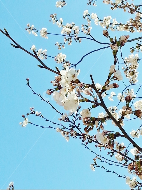 벚꽃,cherryblossom,흰벚꽃,흰색,체리블라썸,blossom,꽃,flower