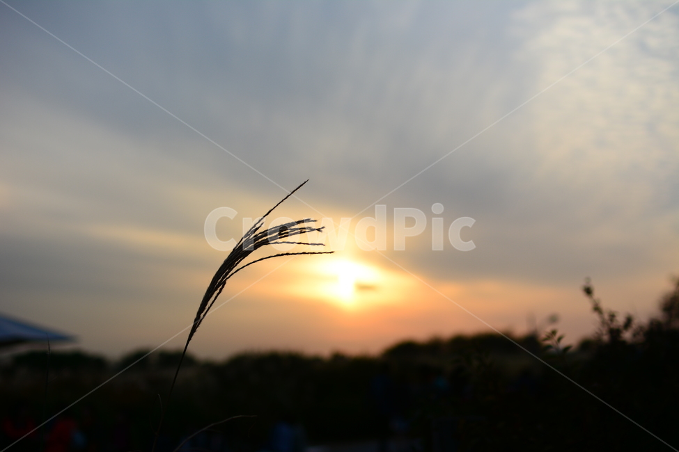 감성,감성사진,억새,노을,풍경,가을,하늘공원,식물,자연,plants,nature
