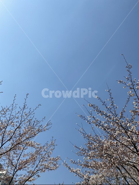 벚꽃,하늘,풍경,파랑,봄,3월,바탕화면,배경화면,나무,컬러
