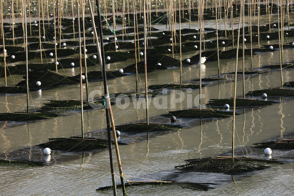 바다,양식장,매생이,물,음식,산업,industry,industrial,어업,fishery,fishing industry