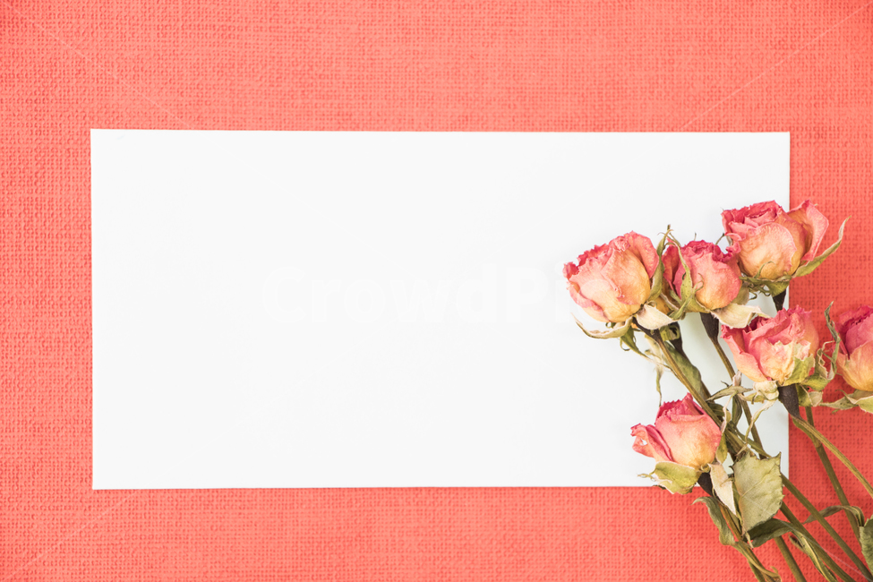 드라이플라워,말린꽃,꽃,식물,프레임,이벤트,건조,빈티지,꽃,flower,연출,컨셉,콘셉,direction,concept