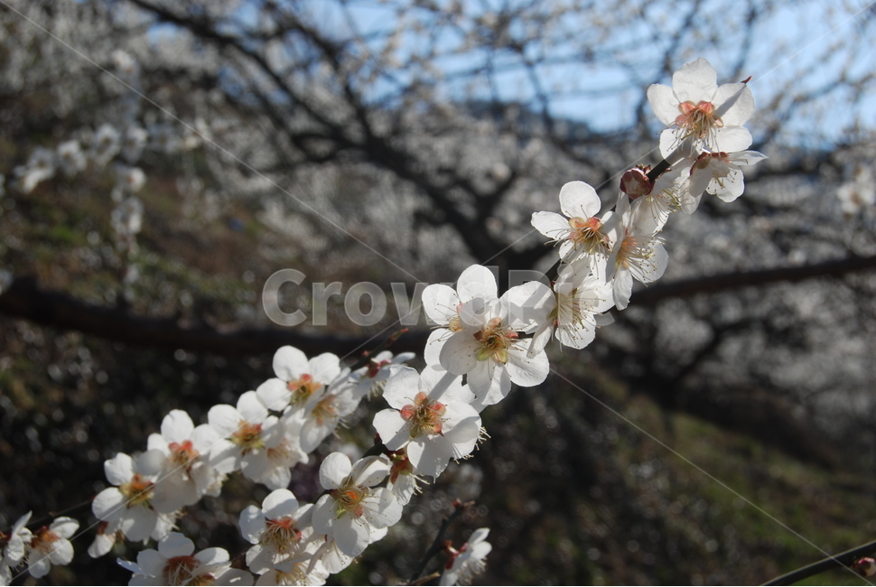 매화,봄,자연,휴양지,나무,봄,계절,spring,season,식물,자연,plants,nature,꽃,flower,plant,blossom,cherry blossom,벚꽃