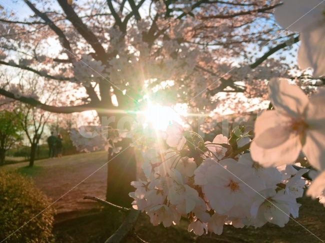 꽃,벚꽃,cherryblossom,한강벚꽃축제,여의나루,꽃사진,flower,flowers,sunset,벚꽃나무,분위기,노을,식물,자연,plants,nature,봄,계절,spring,season,꽃,flower,flare,플레어,light,빛,plant