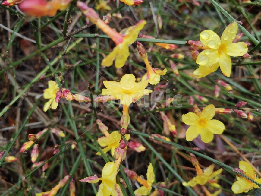 영춘화,중국원산,노란꽃,개나리,봄,봄꽃,blossom,plant,식물,flower,꽃,관상용,개나리꽃