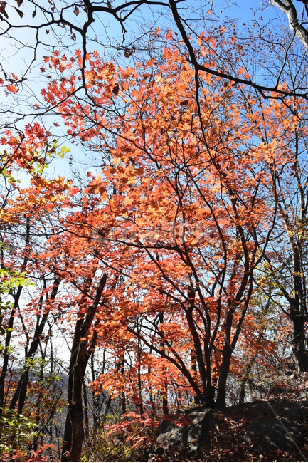 가을,단풍,울긋불긋,알록달록,형형색색,풍경,계절,시즌,아름다운,오색,치악산,부곡계곡,비경,감성,힐링,자연,가을,계절,fall,autumn,season,자연,풍경,nature,landscape,식물,plants,나무,trees,wood,tree,plant,leaf,잎,maple