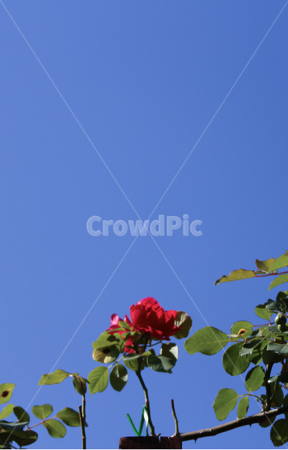 꽃,flower,plants,nature,배경화면,식물,자연,pink,핸드폰배경,핸드폰배경화면,하늘,파란색,장미,rose