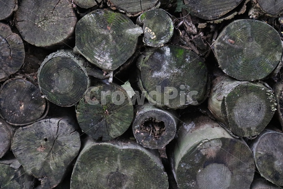 나무,단면,식물,tree,ki,plants,shokubutsu,나무,trees,wood,텍스처,질감,패턴,texture,pattern