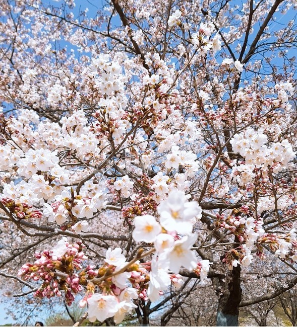 벚꽃,봄,꽃,봄날,꽃나무