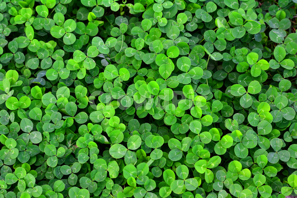 토끼풀,클로버,그린,풀밭,녹색,자연,식물,초본,야외,clover,행운,세잎,3,배경,백그라운드,green,background,바탕,환경,식물,자연,plants,nature