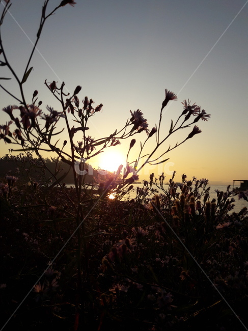 새벽,sunlight,붉은하늘,redsky,자연,nature,빛,light,꽃,flower