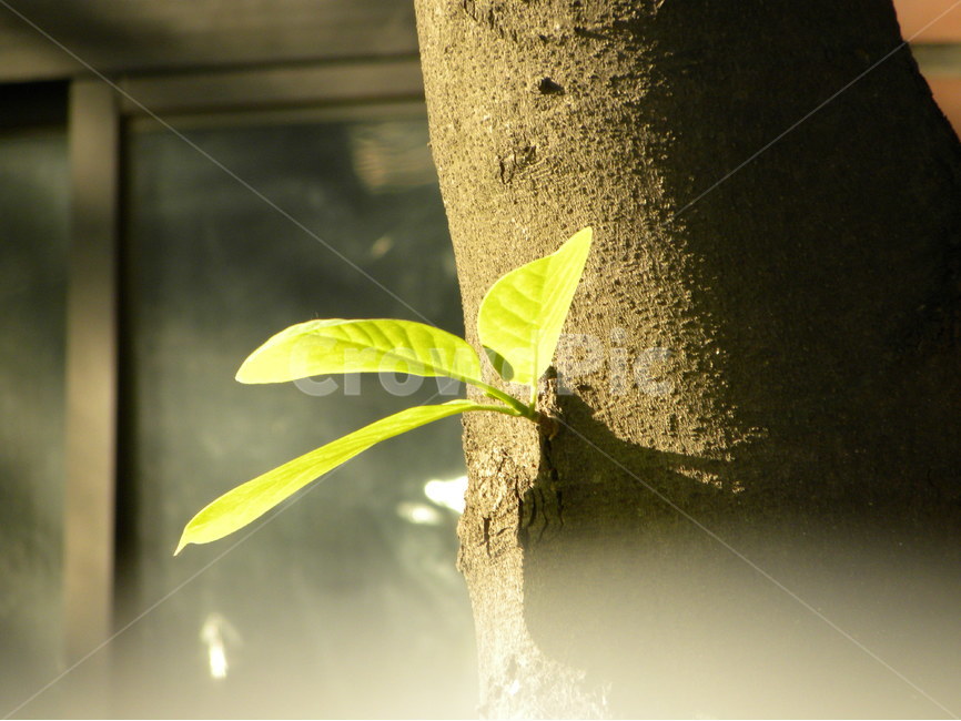 새싹,나무,자연,희망,sprout,bud,tree,nature,hope,식물,자연,plants,nature,감성,sensible,feeling,휴식,힐링,rest,relaxation,healing