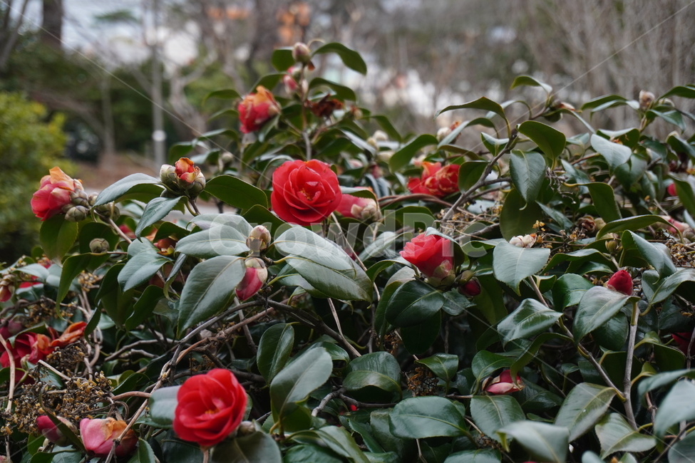 식물,plant,꽃,flower,blossom,동백,camellia,동백꽃,겨울꽃,겨울,흐린날,정원,섬,한국