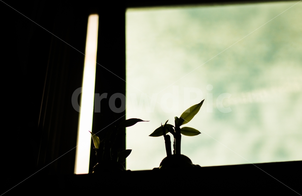 창가,개운죽,휴일오후,주말,외로움,식물,자연,plants,nature,감성,sensible,feeling