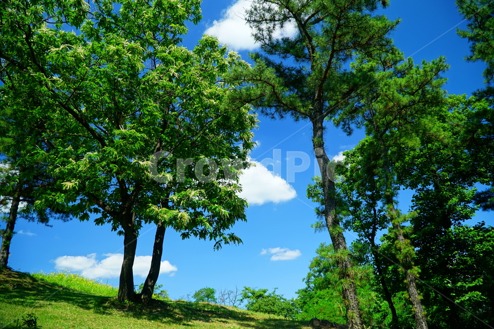 자연,하늘,구름,나무,풍경,nature,sky,cloud,tree,landscape,경치,scenery,scene,view,한국,서울,한국자연,korea,seoul,산책,6월,june