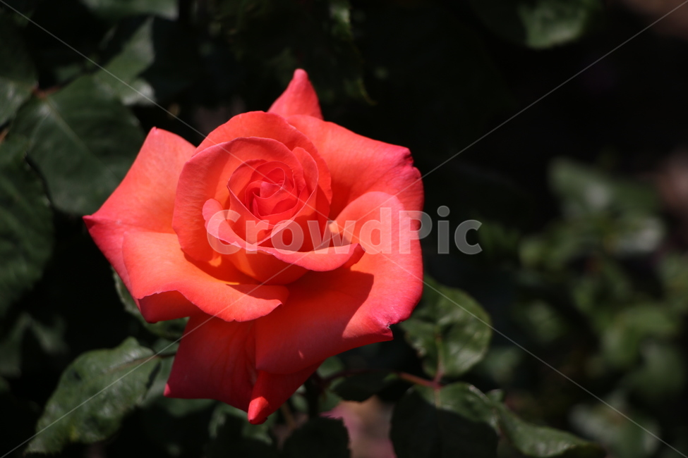 장미,산,자연,배경,꽃,flower,plant,식물,blossom,rose,공원,nature,빨간장미,레드,식물,자연,plants,nature,꽃,flower