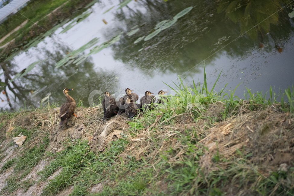 오리,궁남지,연꽃,호수,아기오리,오리떼,연못,동물,animal,조류,새,birds