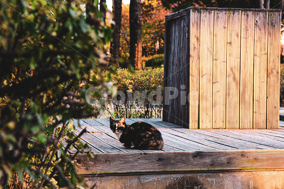 wood,나무,고양이,cat,동물,야생고양이,pet,animal,동물,animal,포유류,mammal,고양이,cat,kitten,kitty