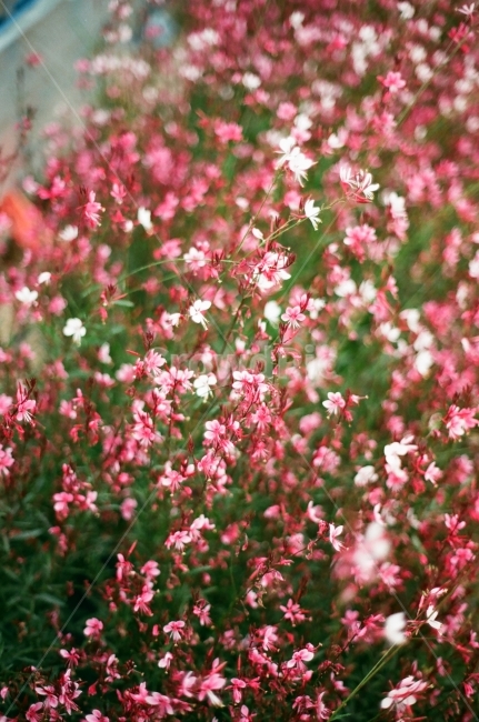 꽃,분홍꽃,꽃밭,분홍,아련,회상,추억,식물,자연,plants,nature,꽃,flower,감성,sensible,feeling