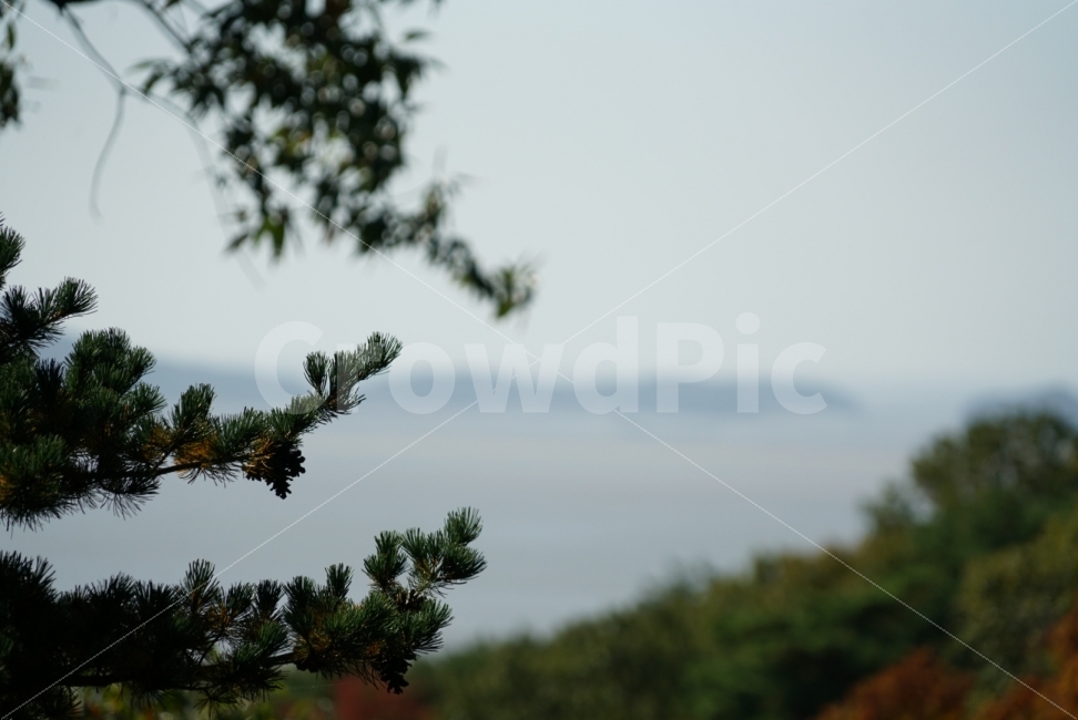 바다,소나무,가을바다,감성,섬,배경화면,바탕화면,자연,풍경,nature,landscape,식물,plants,나무,trees,wood,tree,plant,fir,전나무