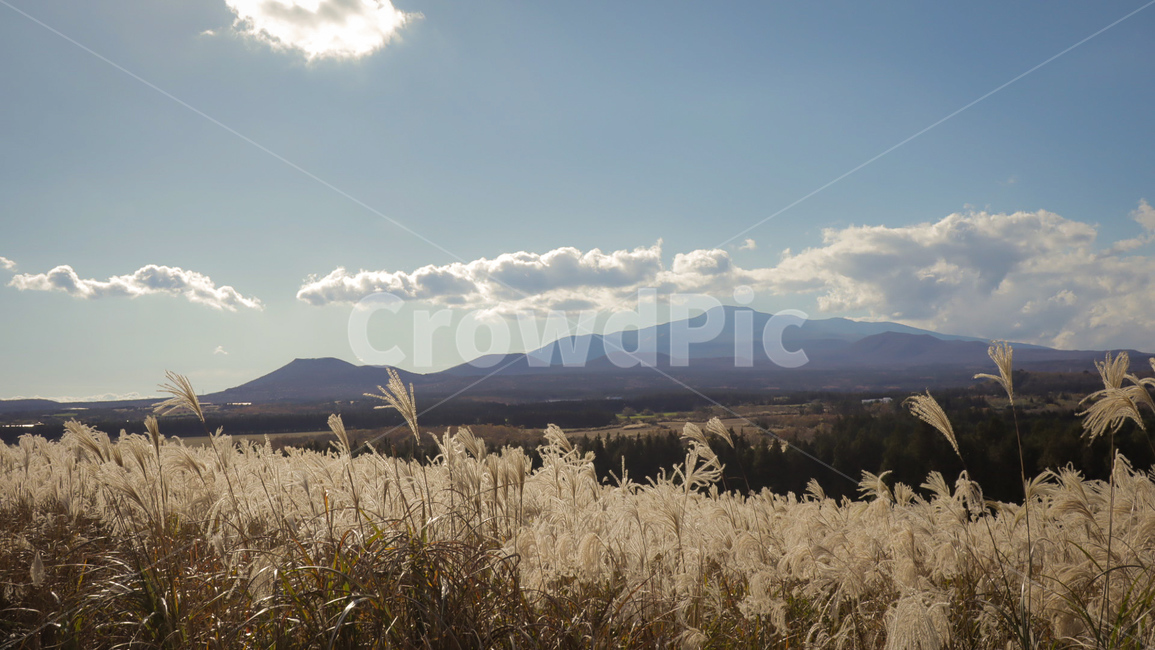 힐링,가을,갈대,억새,하늘,자연,가을,계절,fall,autumn,season,자연,풍경,nature,landscape,grass,잔디,plant,식물,lawn