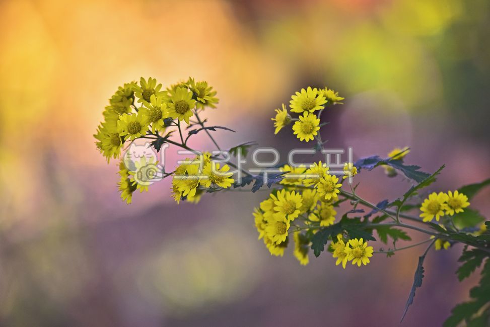 flare,wild chrysanthemum,herbal,nature,yellow flower,our flower,flower,mountain country,wildflowers,native,background,plant,Asteraceae,bokeh,fall flowers,Blossom,bokeh of light,wild grass