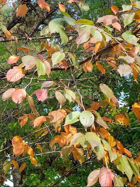 가을,단풍,낙엽,maple,plant,식물,단풍나무,단풍잎,leaf,잎,tree,나무,계절,fallautumnseason,가을단풍,자연,풍경,경치,가을,계절,fall,autumn,season,식물,자연,plants,nature,나무,trees,wood