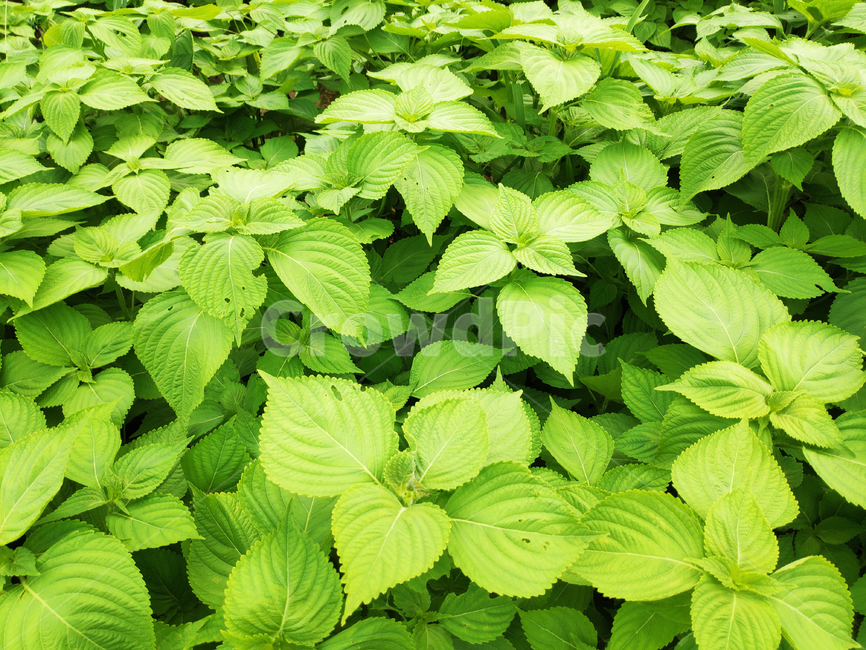 깻잎,sesameleaf,그린,초록,식물,채소,vegetable