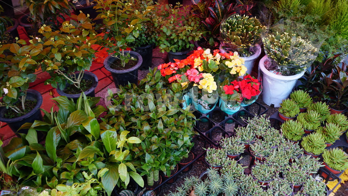 시장구경,장구경,화분,시장풍경,꽃집,실내용화초,화분,화초,house plant