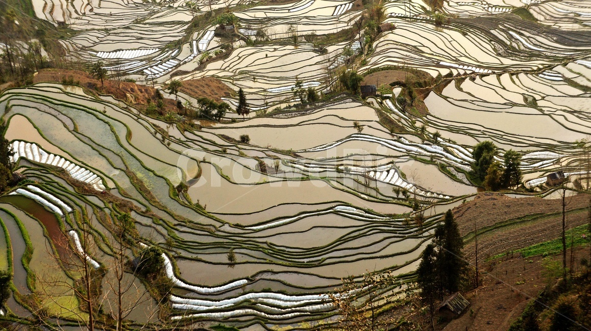 field,들,outdoors,옥외,nature,자연,landscape,경치,scenery,풍경,weather,날씨,중국,운남,원양제전,원양다랭이논,다락논,농경지,농업,농사,경작,다랭이논,자연,풍경,nature,landscape,농업,농사,agriculture,farming,farming industry