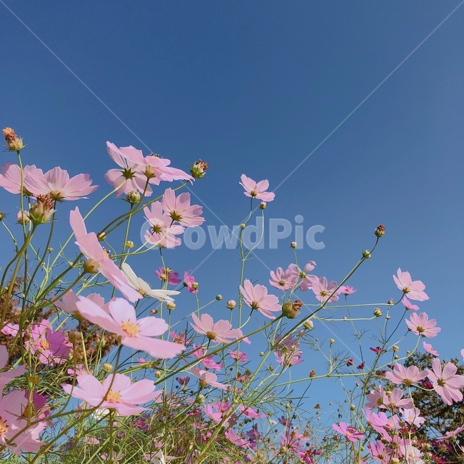 코스모스,가을,드라이브,들꽃,commoncosmos,cosmos,fall,drive,wildflower,sky,green,colorful,flower,pink,festival