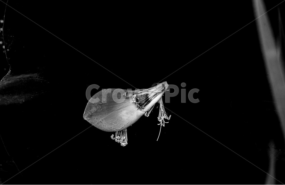 연잎,꽃잎,문양,패턴,무늬,식물,자연,plants,nature,꽃,flower,흑백,모노톤,monochrome,black and white