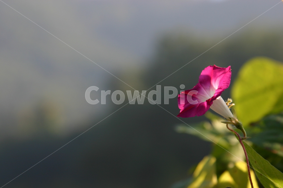 나팔꽃,꽃,자연,모닝글로리,flower,morningglory,식물,자연,plants,nature,꽃,flower