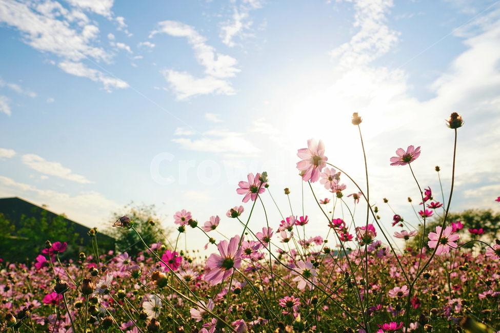 코스모스,cosmos,꽃,flower,blossom,식물,plant,가을,fall,autumn,sky,하늘,노을,햇빛,식물,자연,plants,nature,꽃,flower