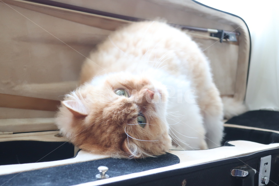 고양이,페르시안,치즈고양이,노란고양이,귀여운,동물,애완동물,반려동물,cat,animal,포유류,실내,반려묘,아기고양이,동물,animal,포유류,mammal,고양이,cat,kitten,kitty