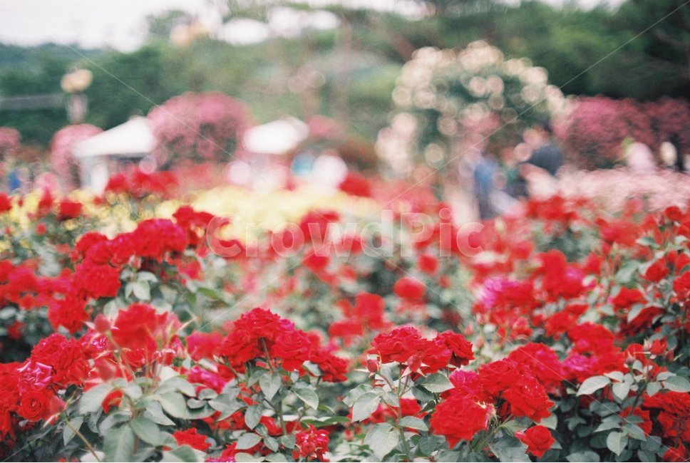 장미,꽃,장미축제,안양,서울공원,감성,감성사진,필름,필름사진,flower,rose,leaf,film,붉은,붉은장미,red