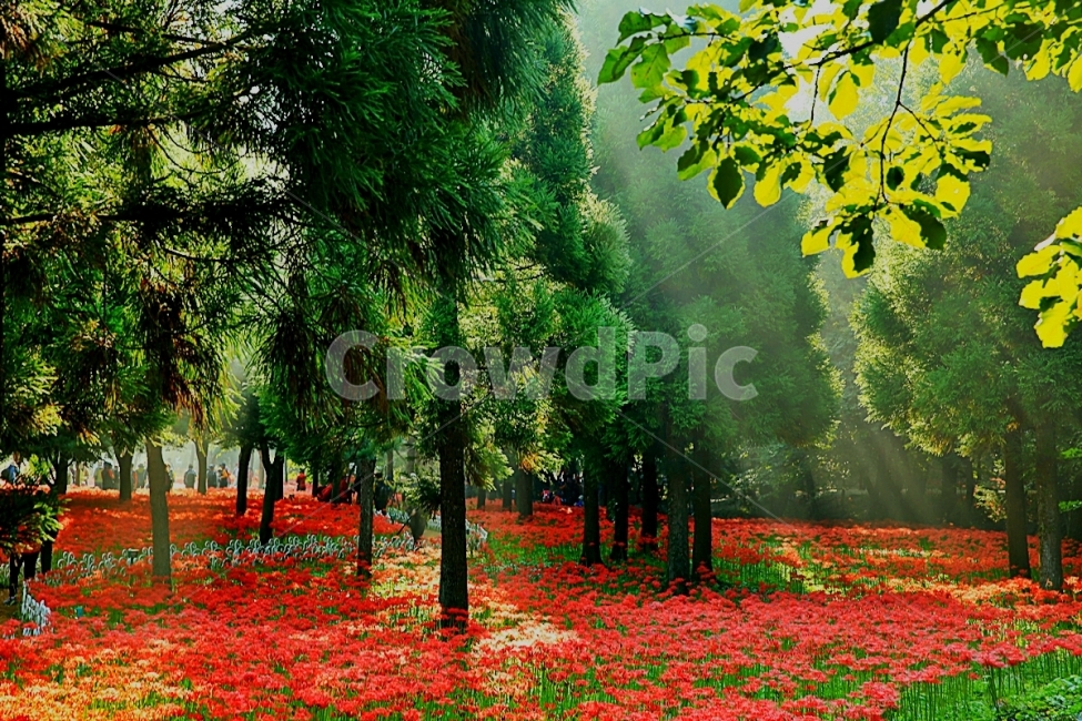 불갑사,꽃무릇,영원한사랑,꽃밭,한국의자연,자연,풍경,nature,landscape,한국자연풍경,한국자연경관,korea nature landscape,식물,plants,나무,trees,wood,휴식,힐링,rest,relaxation,healing,plant,tree